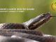 Un successo il documentario &quot;Serpenti e uomini della Val Grande&quot;