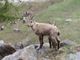 Parco Veglia Devero, in crescita la popolazione di stambecchi