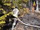 Incendio nel bosco alla Piana di Vigezzo: intervento dei vigili del fuoco