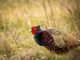 Fauna selvatica, il Piemonte aggiorna le regole: via libera in Commissione alle nuove Zrc