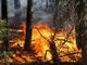 Incendi boschivi, in Piemonte scatta lo stato di massima pericolosità: ecco i divieti da rispettare Incendi boschivi, in Piemonte scatta lo stato di massima pericolosità: ecco i divieti da rispettare