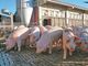 Associazione Allevatori, c'è l'intesa sul contratto integrativo per i 150 dipendenti di Piemonte e Liguria