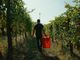 Dalle vigne al calice: la filiera corta di Cantina Clavesana Dalle vigne al calice: la filiera corta di Cantina Clavesana