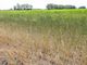 Siccità in Piemonte, Coldiretti chiede lo stato di calamità naturale Siccità in Piemonte, Coldiretti chiede lo stato di calamità naturale
