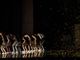 Il Maggiore, sulle note di Gershwin e Schubert lo spettacolo della Contemporary Dance Company