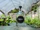 Anche il Ticino ha il suo gin: è ispirato al monte Bisbino