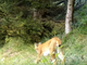 L'esemplare fotografato in Ossola ad agosto