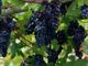 Vendemmia in Vallese: poca quantità, molta qualità