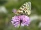 Workshop nazionale dedicato alle farfalle al Parco Val Grande