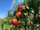 Comparto frutta: è allarme su consumi, prezzi e manodopera