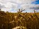 Ucraina, Coldiretti: &quot;Con la guerra, stop a un terzo del mercato mondiale del grano&quot;