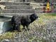 Cane cieco cade in un dirupo, salvato dai vigili del fuoco   VIDEO