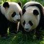 Corea del Sud, compiono 2 anni le prime due gemelle di panda giganti