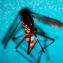 West Nile, altri due morti nel Lazio e 8 nuovi casi