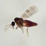 Virus Shamonda, chi lo trasmette? L'imputato è il Culicoides: identikit del 'moscerino pungente' Virus Shamonda, chi lo trasmette? L'imputato è il Culicoides: identikit del 'moscerino pungente'