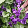 Aspettando la primavera, sbocciano le violette