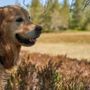 Amico Fido, l’app che aiuta a proteggere cani e gatti dai pericoli: oltre 35mila download in meno di un anno Amico Fido, l’app che aiuta a proteggere cani e gatti dai pericoli: oltre 35mila download in meno di un anno