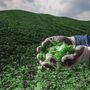 Raccolta del vetro, al Piemonte oltre 12,3 milioni di euro da CoReVe nel 2025
