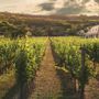 Il vino sfida i confini: l’innovazione tra IA, blockchain e spazio