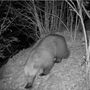 Nuovo avvistamento di un orso in Valle Vigezzo, fototrappola lo immortala a Finero