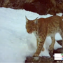 La lince torna a farsi vedere in Ossola: nuovi avvistamenti confermati da un video