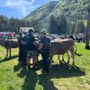 Santa Maria Maggiore, con la Mostra Bovina in passerella le eccellenze degli allevamenti