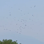 Centinaia di cicogne nei cieli di Pieve Vergonte VIDEO Centinaia di cicogne nei cieli di Pieve Vergonte VIDEO