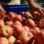 Dai frutteti alla tavola: la filiera corta di Lagnasco Group Dai frutteti alla tavola: la filiera corta di Lagnasco Group