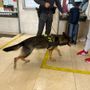 Un chilo di hashish nascosto nel bagaglio: arrestata alla stazione di Domodossola