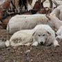 Il ritorno del lupo in Ossola: come convivere con i cani da guardiania negli alpeggi