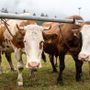 Crodo ospita la sesta edizione della Mostra Bovina Provinciale