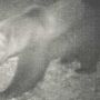 Avvistato un secondo orso nel Vco?