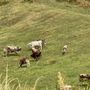 Alpeggi a secco, animali verso valle con un mese di anticipo Alpeggi a secco, animali verso valle con un mese di anticipo