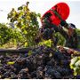 Vendemmia 2025: già conclusa quella dei bianchi ossolani, c'è attesa per i rossi