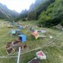 Orso in Valle Loana: il presidente Lana chiede alla Polizia Provinciale di intensificare i monitoraggi