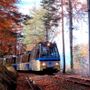 Riparte il Treno del Foliage, un viaggio panoramico tra i colori dell'autunno