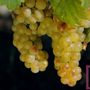 Moscato, Coldiretti Piemonte: “No all’abbassamento delle rese sotto gli 85 quintali per ettaro” Moscato, Coldiretti Piemonte: “No all’abbassamento delle rese sotto gli 85 quintali per ettaro”