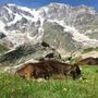La storia millenaria dell'Alpe Pedriola tra storia, biodiversità e tradizione