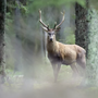 Più cervi e camosci abbattuti in Canton Vallese Più cervi e camosci abbattuti in Canton Vallese