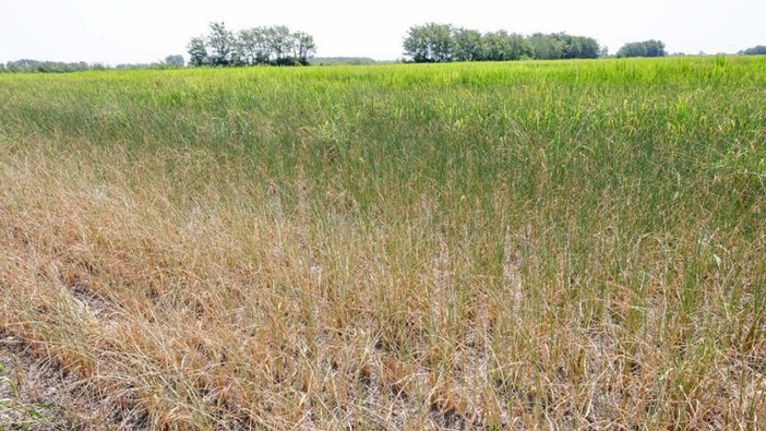 Siccità in Piemonte, Coldiretti chiede lo stato di calamità naturale