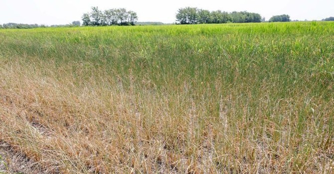 Siccità in Piemonte, Coldiretti chiede lo stato di calamità naturale Siccità in Piemonte, Coldiretti chiede lo stato di calamità naturale