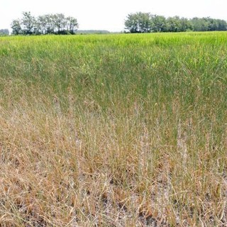 Siccità in Piemonte, Coldiretti chiede lo stato di calamità naturale