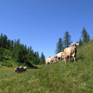 A Verampio la mostra provinciale della razza bruna e pezzata rossa