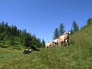 A Verampio la mostra provinciale della razza bruna e pezzata rossa