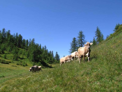 A Verampio la mostra provinciale della razza bruna e pezzata rossa