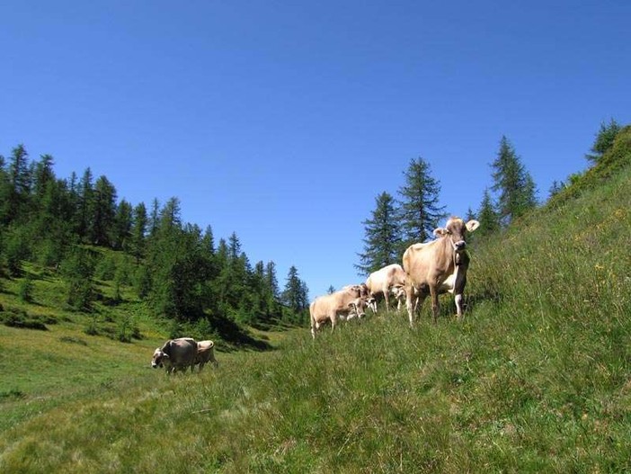 A Verampio la mostra provinciale della razza bruna e pezzata rossa