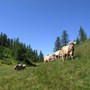 A Verampio la mostra provinciale della razza bruna e pezzata rossa
