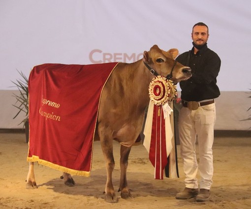 Nella foto (tratta dal sito dell'azienda): la vacca della stalla ossolana premiata a Cremona