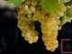 Moscato, Coldiretti Piemonte: “No all’abbassamento delle rese sotto gli 85 quintali per ettaro”
