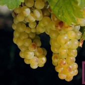 Moscato, Coldiretti Piemonte: “No all’abbassamento delle rese sotto gli 85 quintali per ettaro”